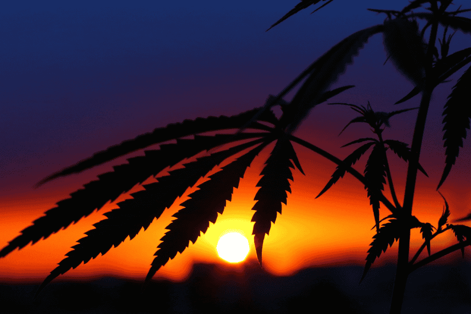 minor cannabinoids